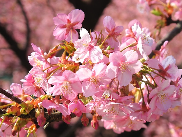 Beautiful pink Sakura in full bloom