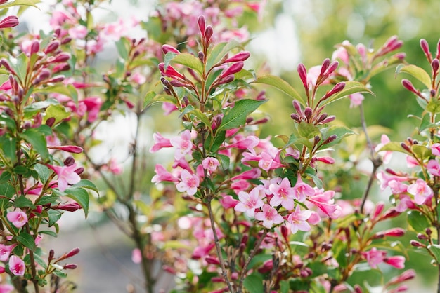 Beautiful pink small weigela flowers in the spring in the garden