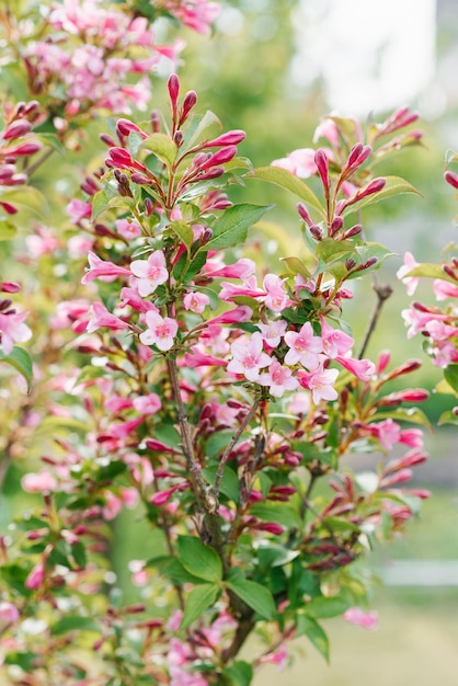 Beautiful pink small weigela flowers in the spring in the garden