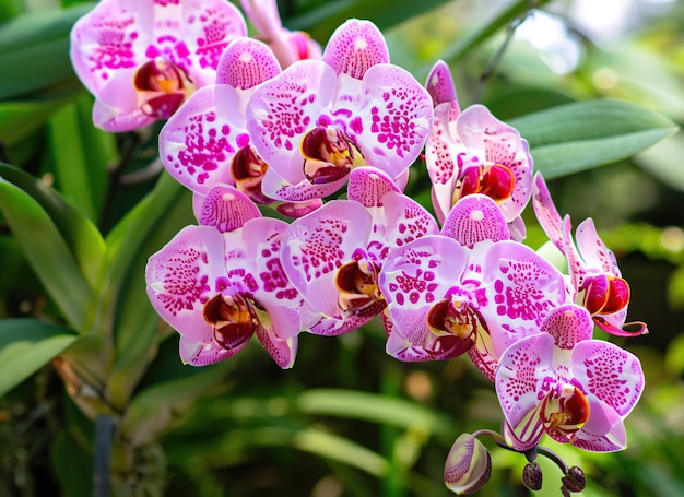 緑に囲まれた庭の美しいピンクの斑点のある蘭の花