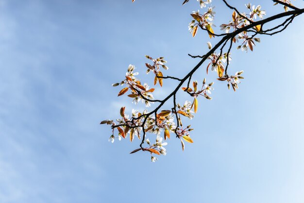 木の枝に美しいピンクの春の花モクレン