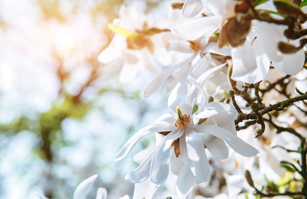 美しいピンクの春の花モクレン