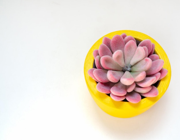 Beautiful pink succulent plant in yellow round concrete planter Painted concrete pot for home decoration