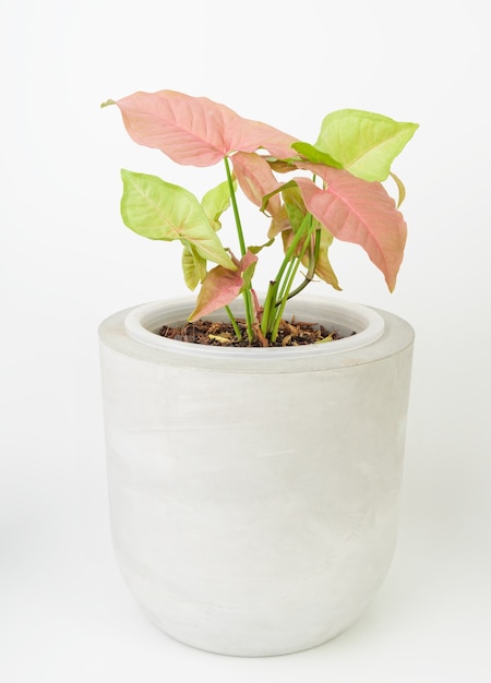 Beautiful pink Syngonium in concrete pot on white background