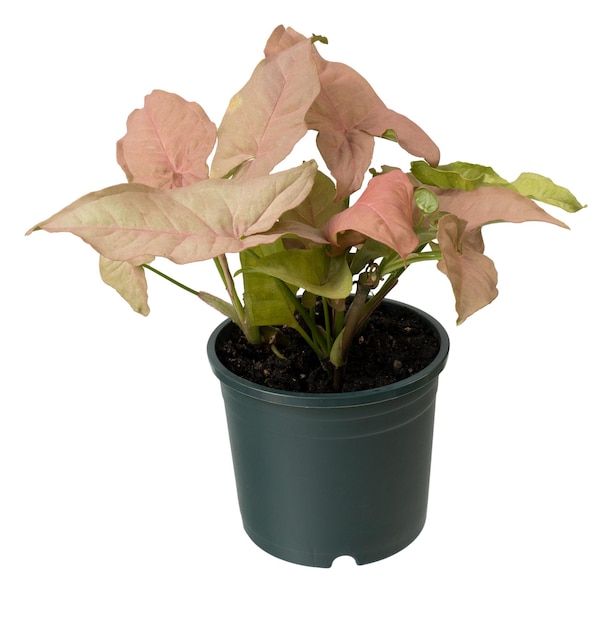 Beautiful pink Syngonium podophyllum house plant in green pot isolated on white with clipping pthAir purification trees