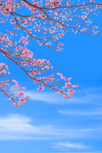 美しいピンクのテコマの花が垂直フレームで青い空を背景に枝に咲いています。