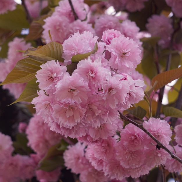 春の美しいピンクの木の花