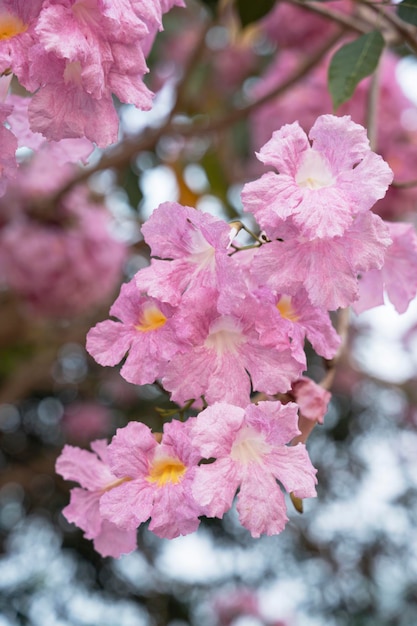 Beautiful pink trumpet plant in the garden on blurred bokeh background