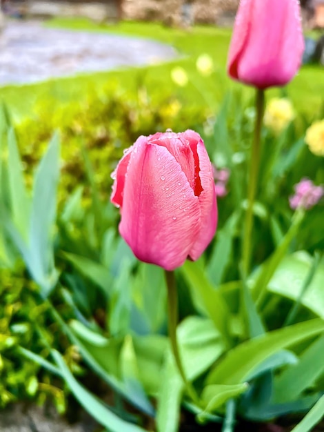 Beautiful pink tulip blooms in the spring garden Selective focus