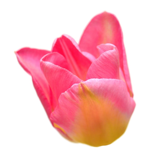 Beautiful pink tulip flower isolated on white background. Flat lay, top view