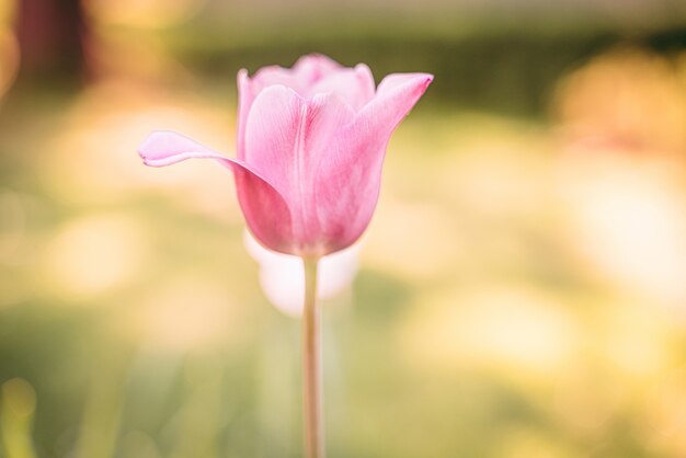 美しいピンクのチューリップの花