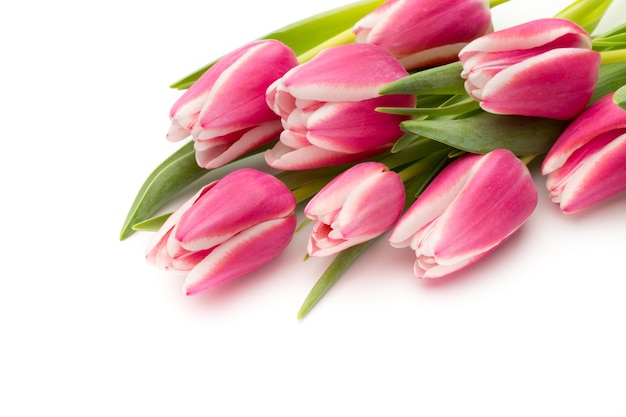 Beautiful pink tulip flowers