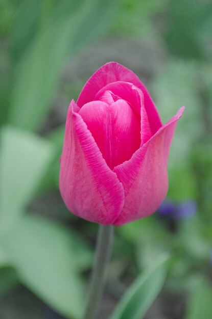 Beautiful pink tulip triumph Barcelona. Tulips flower beautiful background