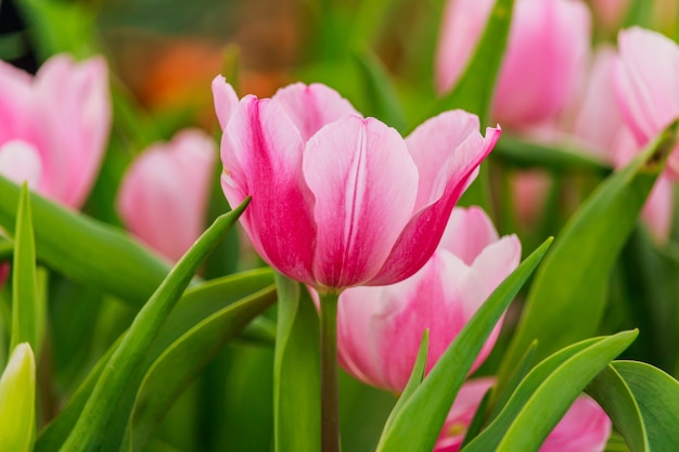 Beautiful pink tulips blooming in the garden