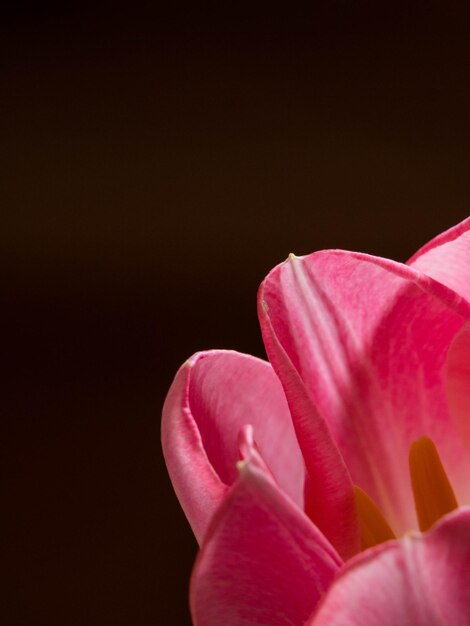 Beautiful pink tulips closeup macro shot spring time concept