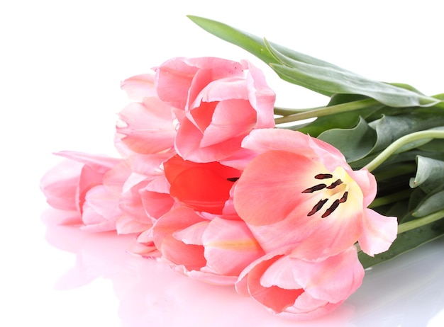 Beautiful pink tulips isolated on white