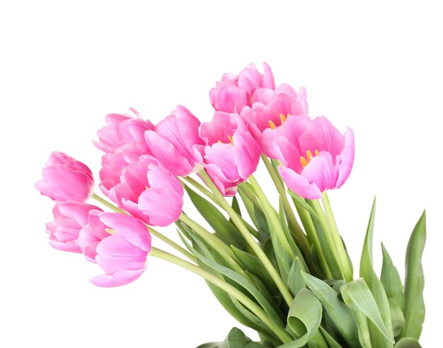 Красивые розовые тюльпаны, изолированные на белом фоне
