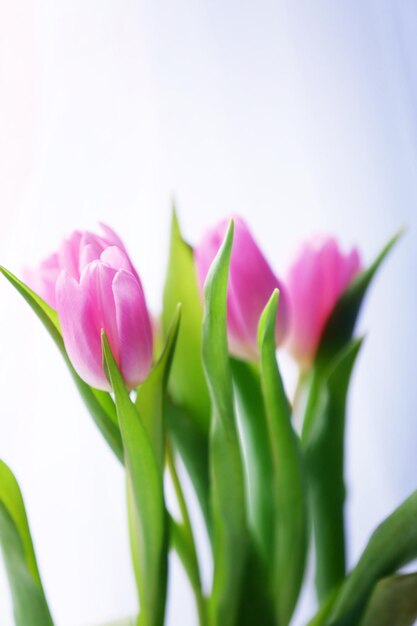 Beautiful pink tulips on light background