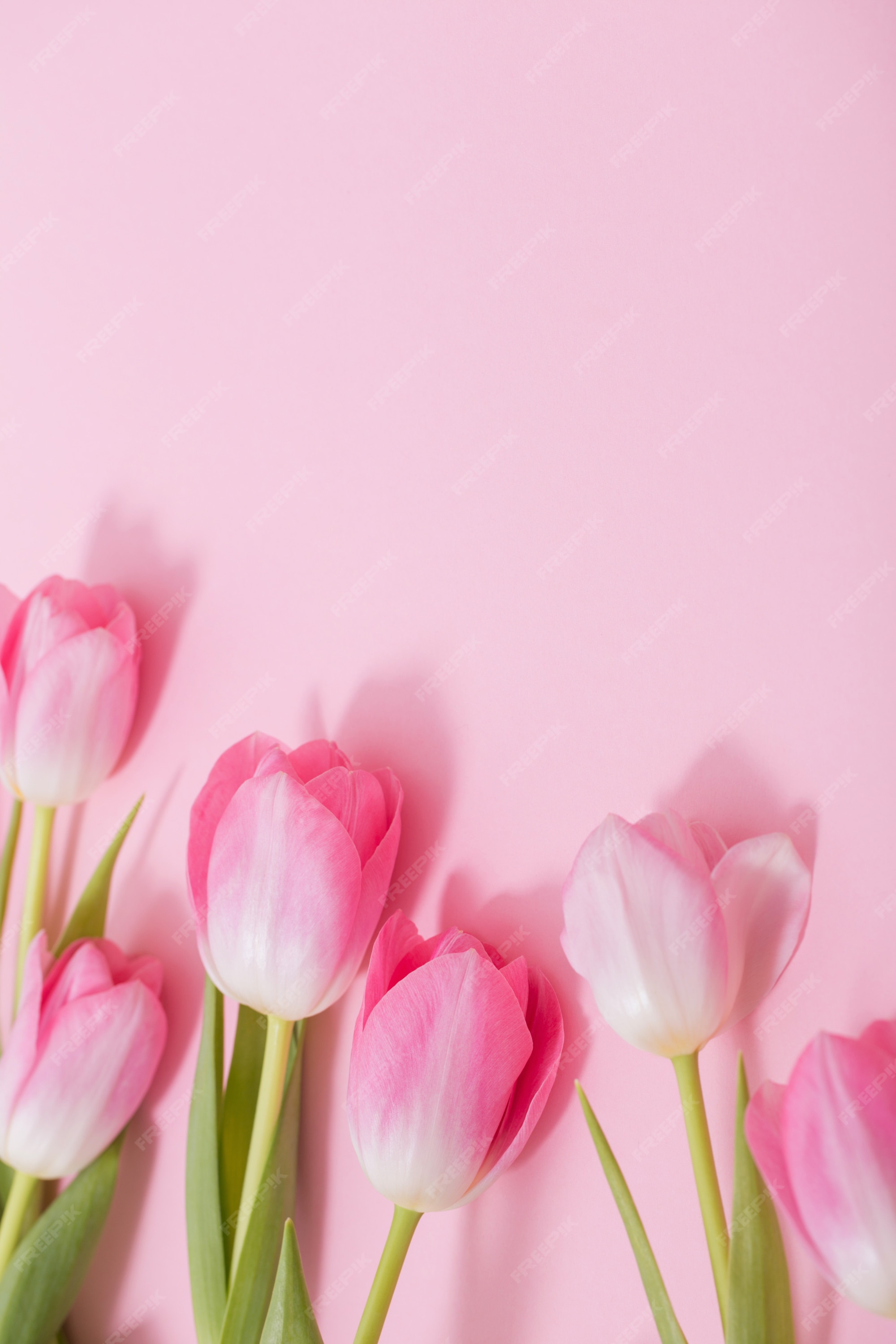 Premium Photo | Beautiful pink tulips on pink background