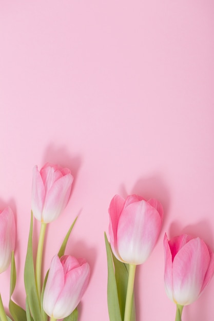 Beautiful pink tulips on pink background