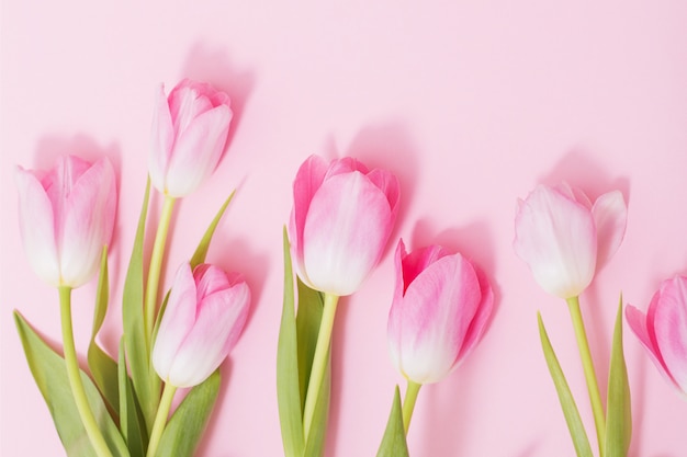 Beautiful pink tulips on pink table