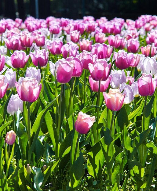 Beautiful pink tulips in the spring time