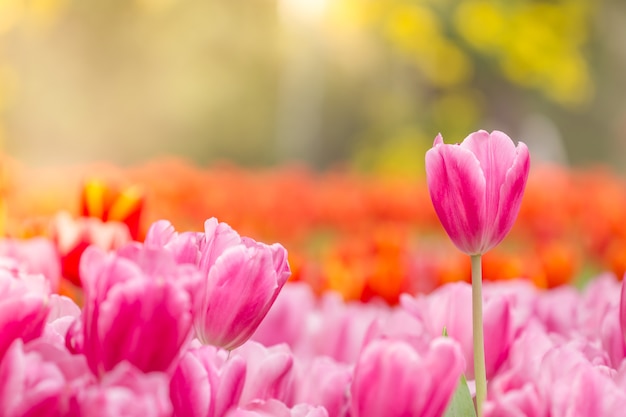 Beautiful pink tulips in the spring time