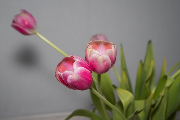 Photo beautiful pink tulips with green leaves in spring