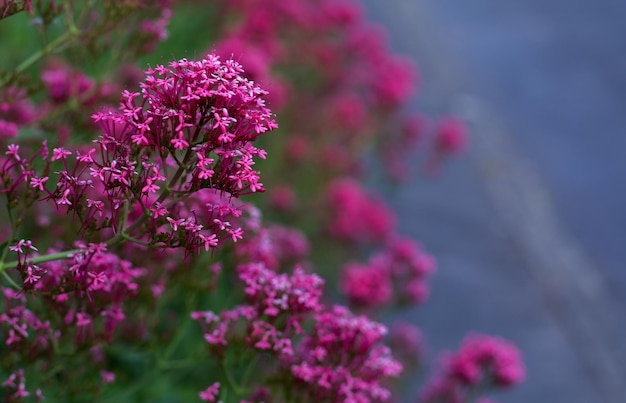 Beautiful pink valerian in the garden