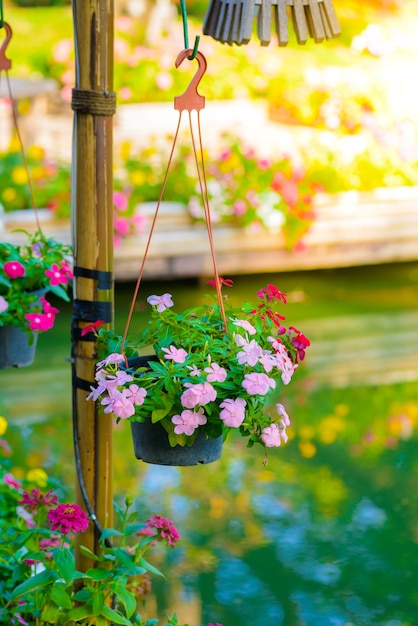 Beautiful pink vinca flower