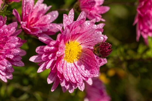 Красивая розово-фиолетовая хризантема с каплями росы в саду. Солнечный день будет глубиной поля Цветочный фон