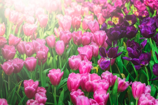 I bei tulipani rosa e viola fioriscono in giardino,