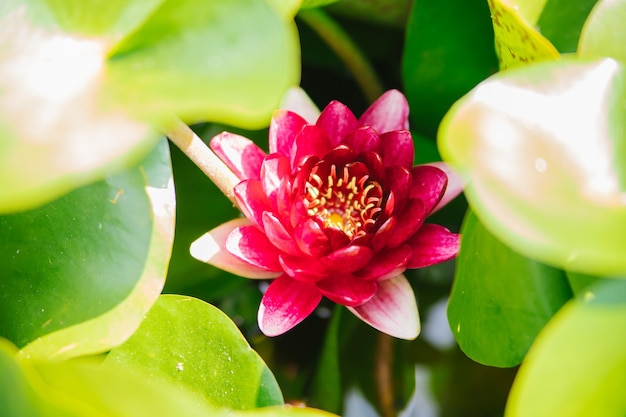 Beautiful pink water lilies in sunlight on a green background of nature wild forest A water lily blooming in a pond is surrounded by leaves The lotus flower Decoration in the park