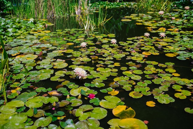 Beautiful pink water lilies in sunlight on a green background of nature wild forest A water lily blooming in a pond is surrounded by leaves The lotus flower Decoration in the park