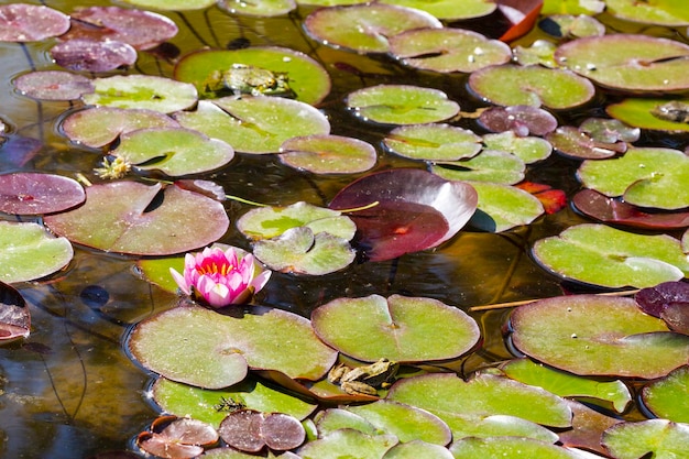 Beautiful pink water lily or lotus flower in a pond Frogs are sitting on the leaves selective focus