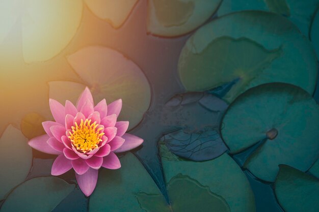 Красивая розовая водяная лилия или лотос с солнечным светом в пруду.