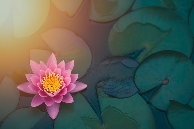 Bella rosa ninfea o lotus con luce solare nello stagno.