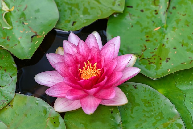 Beautiful pink water lily surrounded by green leaves on a pond