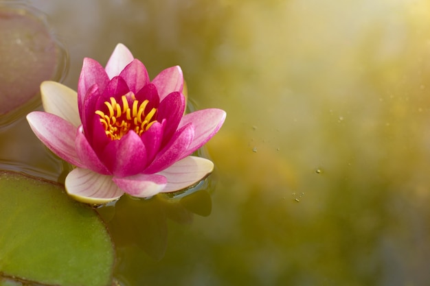 Beautiful pink water lily on the water lit by sunlight. copy space.