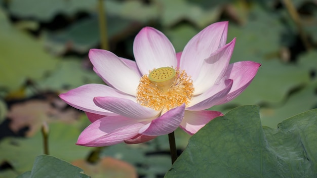 Beautiful pink waterlily and green leaves in pond