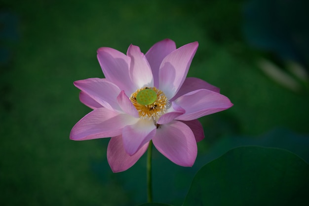 Beautiful pink waterlily or lotus flower in the morning