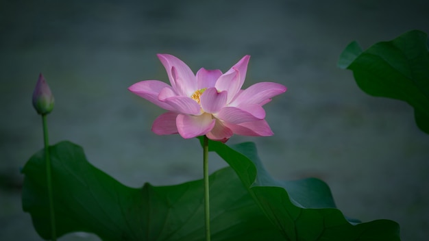 朝は美しいピンクのスイレンやハスの花