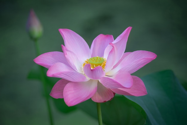 Beautiful pink waterlily or lotus flower in the morning