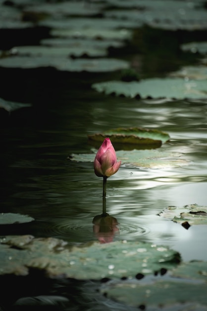 池の美しいピンクのスイレンやハスの花。自然に咲く。