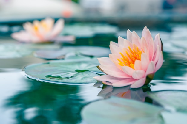 Photo a beautiful pink waterlily or lotus flower in pond