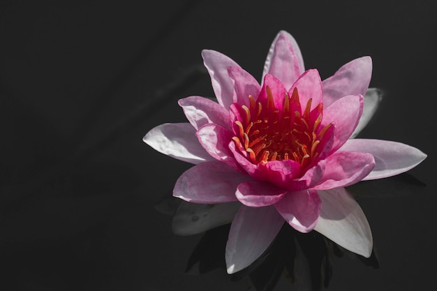 Beautiful pink waterlily or lotus flower in pond.