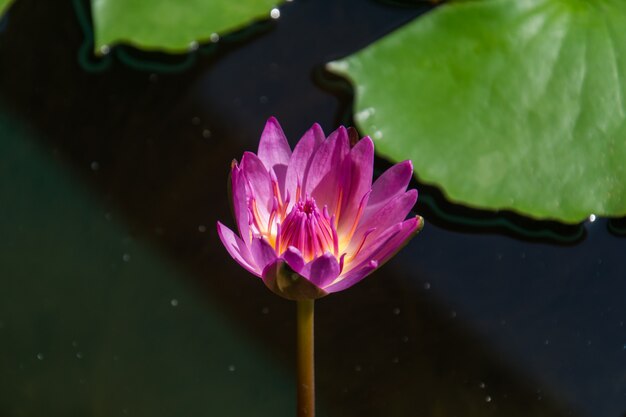 Beautiful pink waterlily or lotus flower