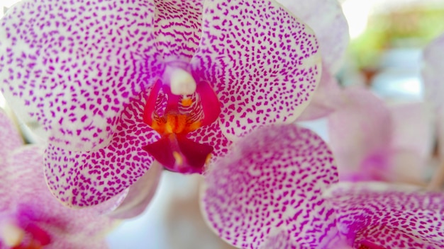 Красивая розово-белая орхидея, очень редкая орхидея Phalaenopsis spp или Cymbidium devonianum Paxton, местные жители в Азии назвали ее anggrek merah muda