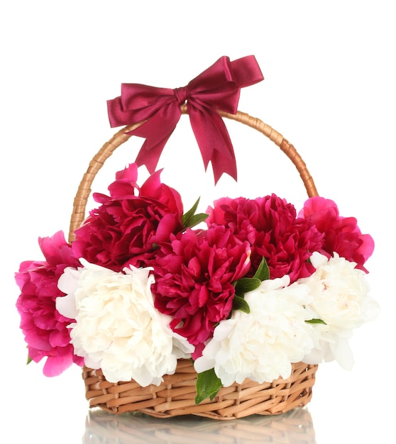 Beautiful pink and white peonies in basket with bow isolated on white