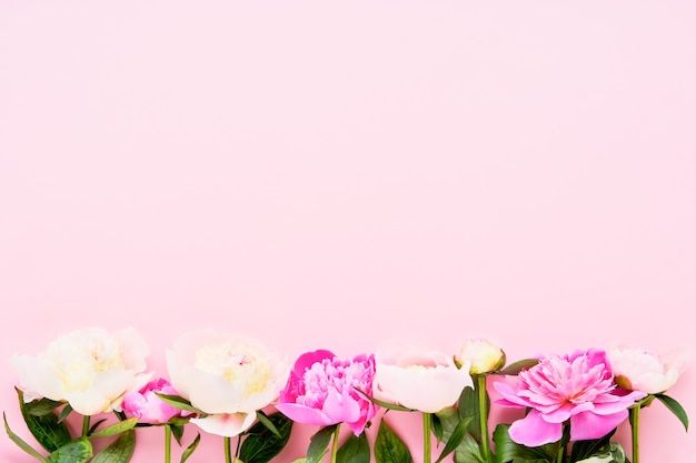 Beautiful pink and white peonies on pink background.